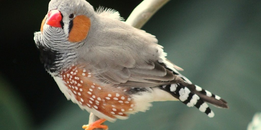 bird-177887_1280